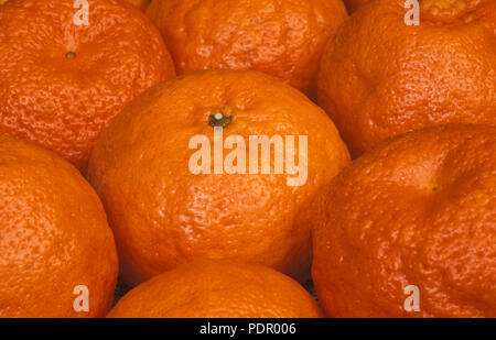 NAHAUFNAHME VON FRISCH GEERNTETEN MANDARINEN, AUCH BEKANNT ALS MANDARINEN, SATSUMA ODER CLEMENTINEN (CITRUS RETICULATA) AUSTRALIEN. Stockfoto