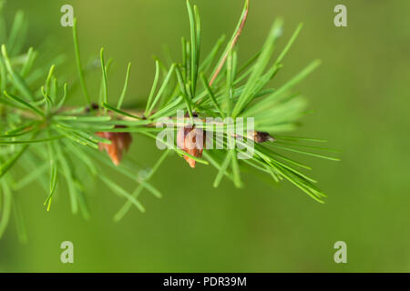 Grüne Zweige der Lärche mit kleinen Kegel auf unscharfen Hintergrund. Stockfoto