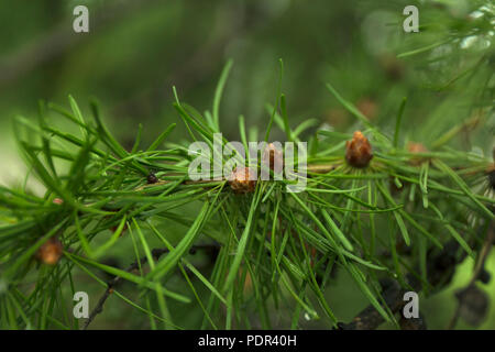 Grüne Zweige der Lärche mit kleinen Kegel. Makro lärche Nadeln mit frischen Tautropfen. Stockfoto