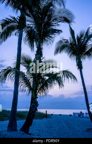 Silhouette Palmen am Strand von Florida mit blauen Farbton am frühen Morgen. Stockfoto