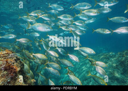 Unterwasser eine Schule der Fische im Mittelmeer (dreamfish, Sarpa salpa), Balearen, Formentera, Spanien Stockfoto