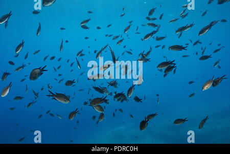 Ein Schwarm von Fischen, riffbarsche Chromis chromis, Unterwasser im Mittelmeer, Cote d'Azur, Frankreich Stockfoto