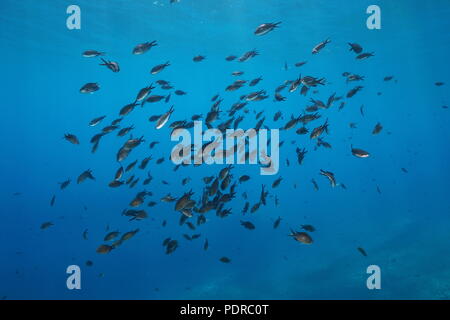 Ein Schwarm von Fischen unter Wasser im Mittelmeer (Mönchsfisch, Chromis chromis), Cote d'Azur, Frankreich Stockfoto