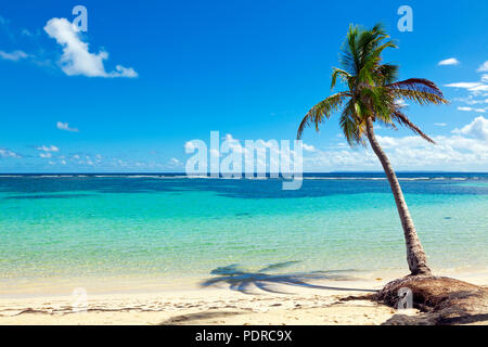 Einzelne Kokosnuss-Palme am Strand von La Caravelle, Saint-Anne, Guadeloupe Stockfoto