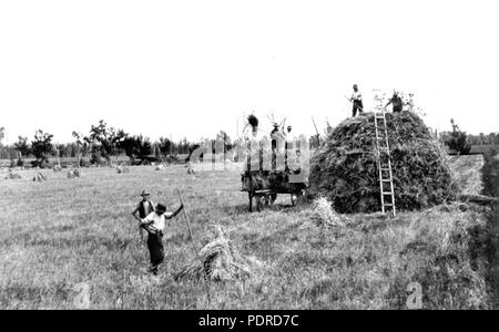 114 Queensland State Archive 4167 Stackbuilding in Clifton Darling Downs c 1930 Stockfoto