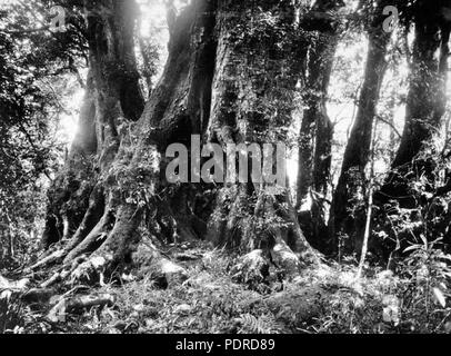 114 Queensland State archive 419 der Antarktis Buche Lamington National Park Beaudesert Shire September 1933 Stockfoto