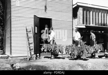 114 Queensland State Archive 4239 Besetzung von Abteilungen Scheune mit Tabakblatt aufgereiht auf 4 Fuß sticks 1932 Stockfoto