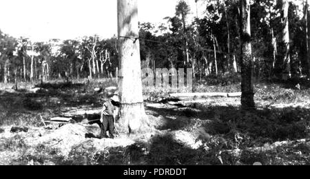 115 Queensland State Archive 4316 Tabak an Beerburrum Holzeinschlag 1933 wachsende Stockfoto