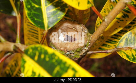 Babyvogel geschlüpft neu mit gebrochenen Eierschale im Nest Rufous tailed Kolibris, Costa Rica, Mittelamerika Stockfoto