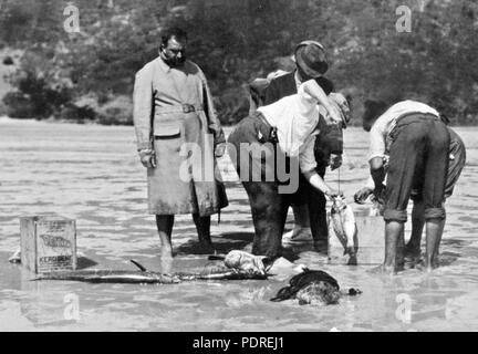 123 Queensland State archive 933 Zubereitung von Fisch zu fotografieren Goldschmied Insel c 1931 Stockfoto