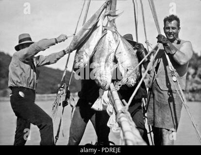 123 Queensland State archive 941 ein guter Fang von Weißem Thun Whitsunday Passage c 1931 Stockfoto