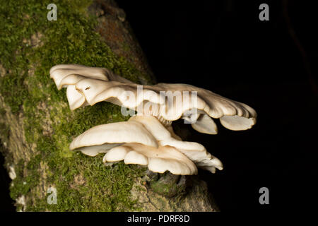 Austernpilze, Pleurotus ostreatus, wächst an einem gefallenen Baum im New Forest in Hampshire England UK GB Stockfoto