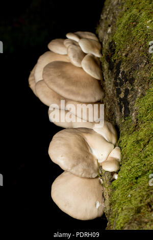 Austernpilze, Pleurotus ostreatus, wächst an einem gefallenen Baum im New Forest in Hampshire England UK GB Stockfoto