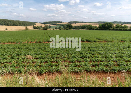 Bereich der Kartoffeln mit Blumen blühen, und entfernten Weizen Felder. Gloucestershire, England, Großbritannien Stockfoto