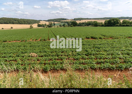 Bereich der Kartoffeln mit Blumen blühen, und entfernten Weizen Felder. Gloucestershire, England, Großbritannien Stockfoto