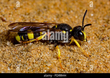 Reich verzierte tailed digger Wasp, Cerceris rybyensis Stockfoto