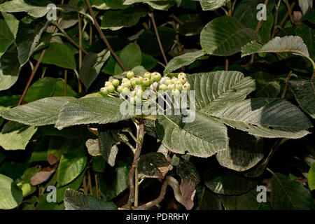 Gemeinsame whitebeam, Sorbus aria Stockfoto