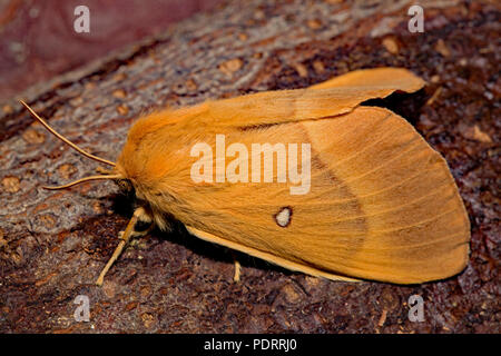 Oak eggar Motte Lasiocampa Quercus Stockfoto