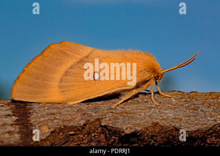 Oak eggar Motte Lasiocampa Quercus Stockfoto