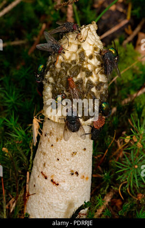 Gemeinsame Exemplar des Gemeinen Stinkmorchels und fliegt, Sippenauer Moor, Phallus impudicus Stockfoto