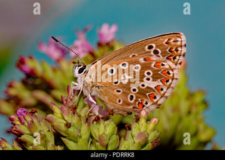 Adonis blue, Polyommatus bellargus Stockfoto