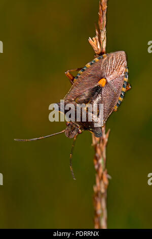 Wald bug, Pentatoma rufipes Stockfoto