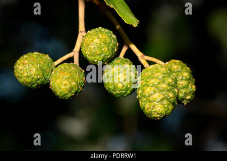 Common Alder, Alnus glutinosa Stockfoto