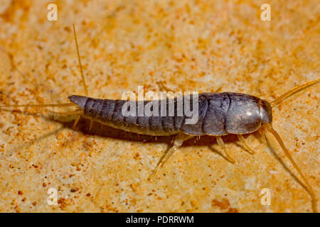 Silberfische, Lepisma saccharina Stockfoto