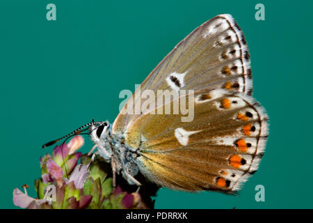 Geranium Argus, Aricia eumedon Stockfoto