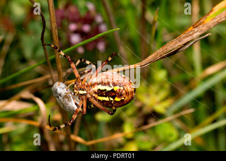 Wasp Spider Argiope bruennichi Stockfoto