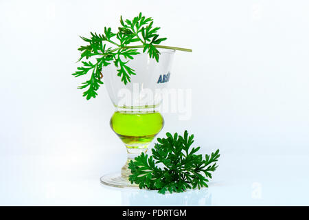 Glas Absinth mit Wermutkraut Stockfoto