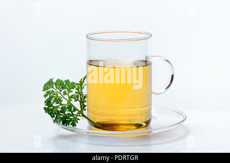 Wermuttee in Tasse und Wermutkraut, Artemisia Absinthum Stockfoto