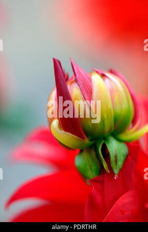 Dahlie, Sorte Barbarossa, Dahlie spec. Stockfoto