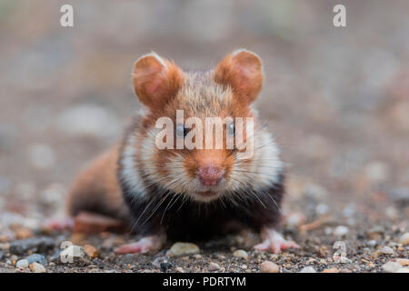 Feldhamster Cricetus cricetus Stockfoto