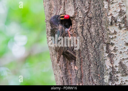 Common Starling, Sturnus vulgaris mit Cherry Stockfoto