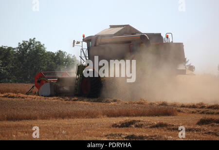 Mähdrescher bei der Weizenernte in einem trockenen staubigen Feld Stockfoto