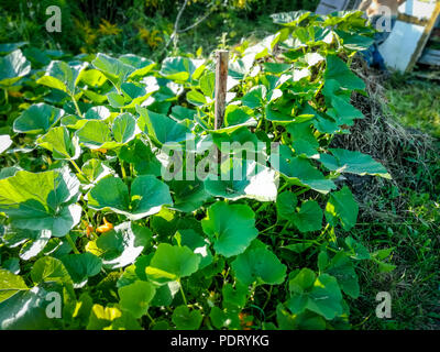 Die Blätter und Blüten der Kürbisse auf dem Kompost. Stockfoto