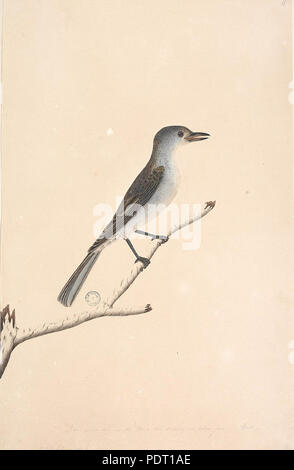 189 SLNSW 823067 fl6 Grey Shrike thrush Colluricincla Mundharmonika Stockfoto