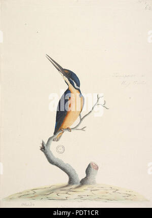 190 SLNSW 823125 f74 Azure Kingfisher Alcedo Azurea Stockfoto