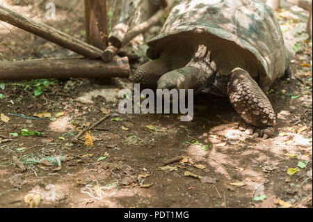 Riesige Seychellen Schildkröte in den Park auf der Insel Prizon, Sansibar, Tansania. Stockfoto