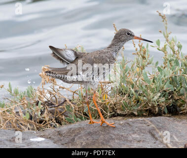 Jugendliche gemeinsame Rotschenkel (Tringa totanus) Stockfoto