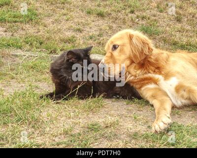 Goldenen Hund spielen mit schwarzen Katze im grünen Gras. Mit Freunden spielen und Streicheln Stockfoto