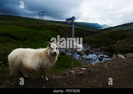 Ein Schaf wandert entlang eines Flusses in der isländischen Landschaft Stockfoto