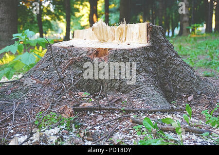Alte hölzerne gebrochenen Stumpf in Surround mit grünem Gras und Wald Stockfoto