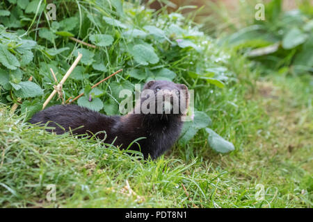 Amerikanischer Nerz (Neovison Vision-fitness) auf Gras Bank Stockfoto