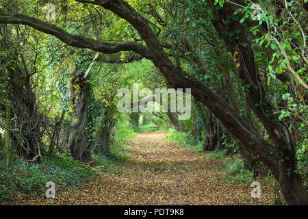 Ein schöner Wanderweg mit einer Decke der Blätter im Herbst fallen Stockfoto