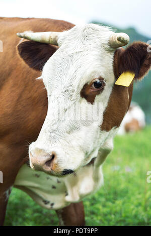 Porträt eines roten Kuh auf einer Wiese schaut in die Kamera close-up Stockfoto