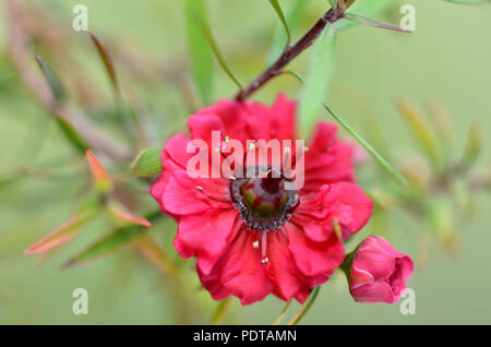 Manuka Myrtle weiß-rosa Blume blühen (Leptospermum scoparium) Stockfoto