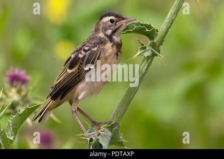 Unreife Black-headed Schafstelze (Motacilla flava feldegg) Zucht im Lebensraum. Stockfoto