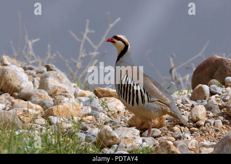 Nach Chukar Partridge (Alectoris chukar ssp cypriotes) Zucht im Gefieder. Stockfoto